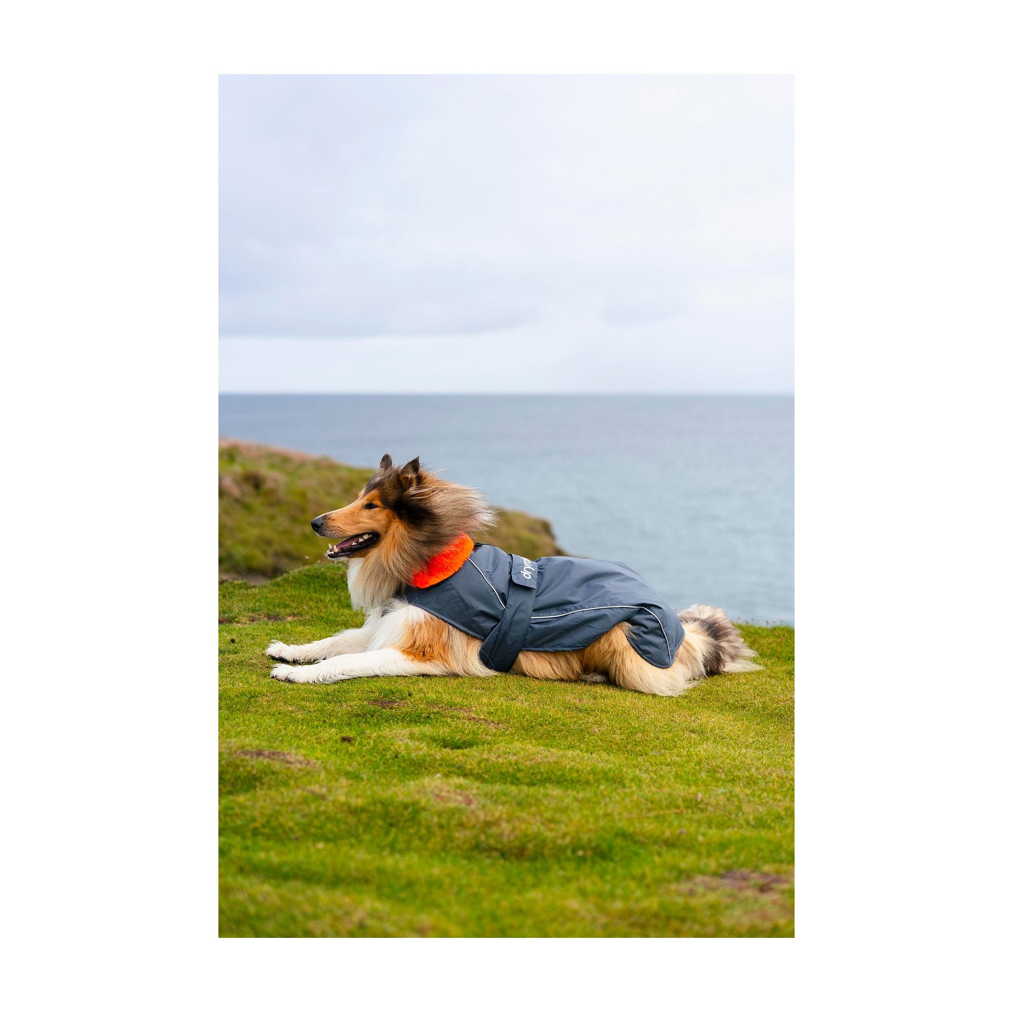 DRYROBE Dog Coat Dog coat Dogs