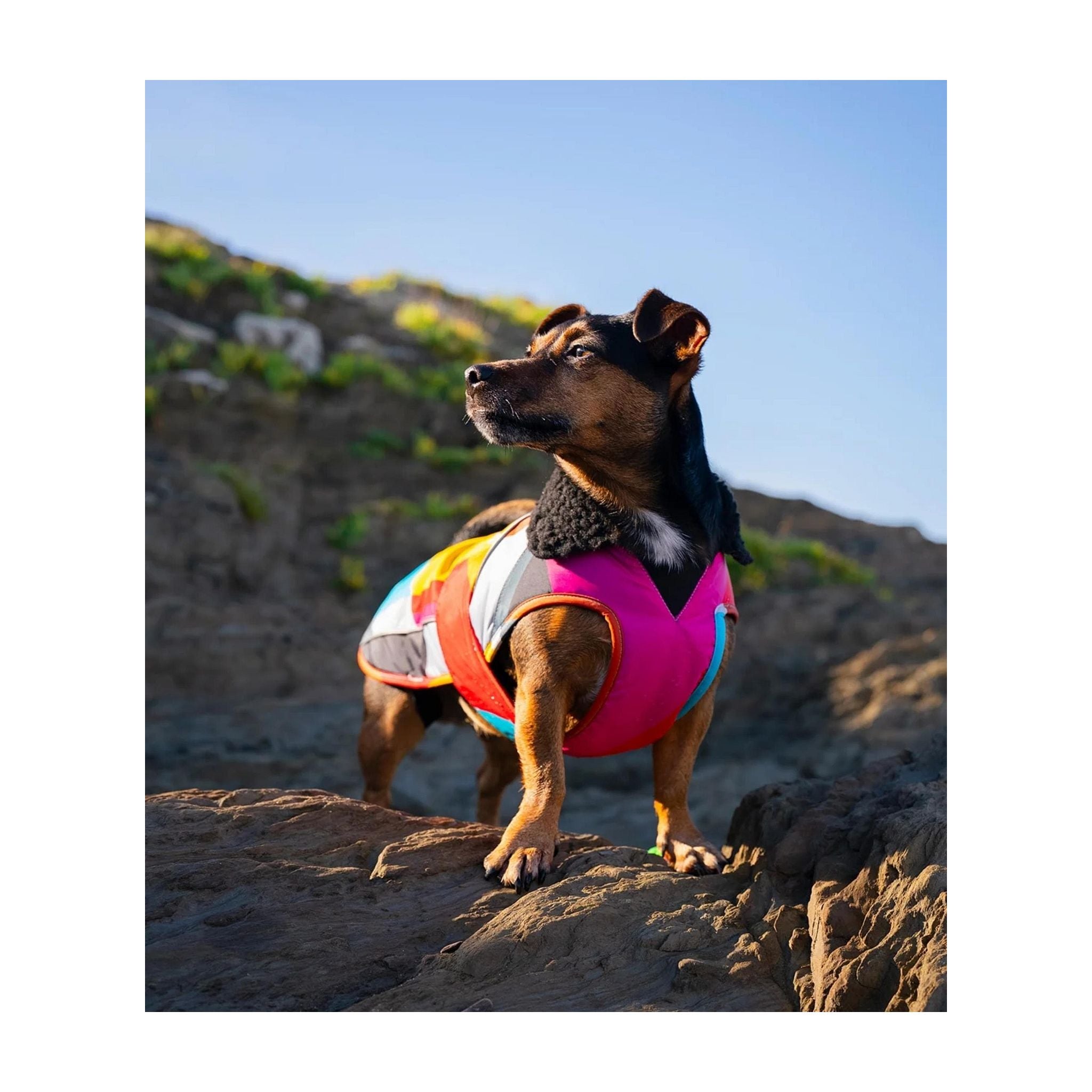 DRYROBE Dog Coat Hundemantel Abstract XXXL Multicolor Dogs